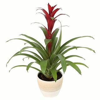 Rote Bromelien