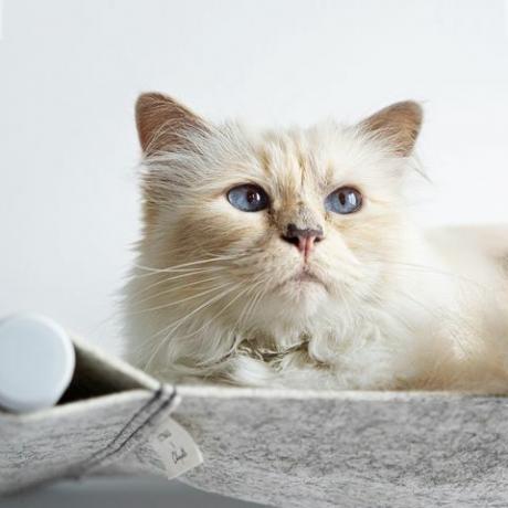 choupette lucybalu luxe bed