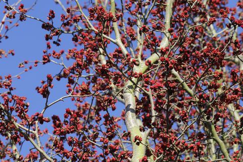 페르시아 아이언우드, parrotia persica 나무