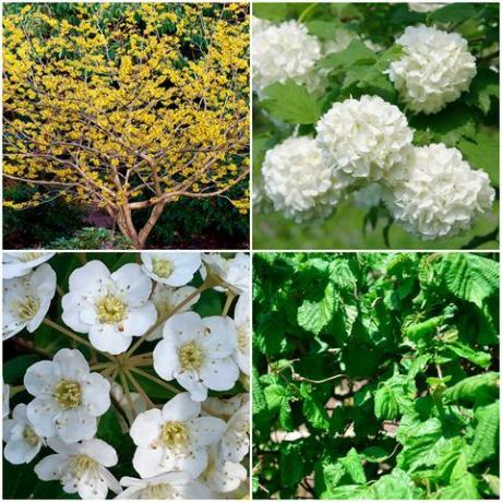Blomst, blomstrende plante, plante, hvid, rosa wichuraiana, rosenfamilien, rose, forår, kronblad, busk, 