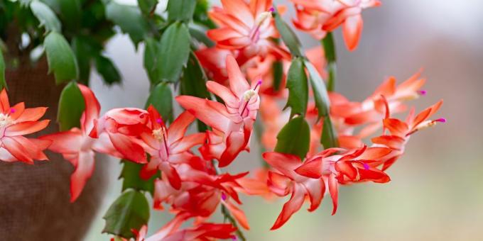 florescendo schlumbergera cacto de natal planta de casa em vaso de flores cacto de ação de graças close up