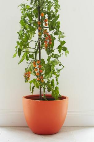 Rostlina rajčete rostoucí v oranžovém květináči s podporou třtiny