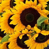 Du kan rädda bina genom att plantera massor av solrosor över hela din gård - blommor som lockar bin