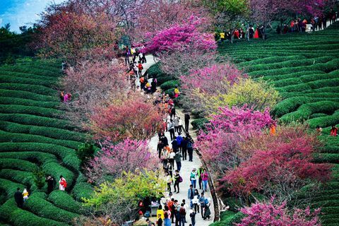 中国福建省竜岩市永福鎮の茶畑の桜