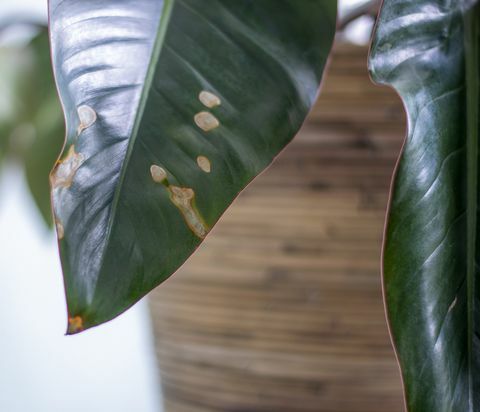 macchie ingiallite sulle foglie sulla pianta d'appartamento pianta di disidratazione pianta malata dando troppa poca acqua