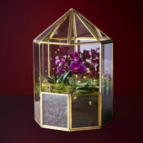 terrario de orquídeas de navidad de waitrose