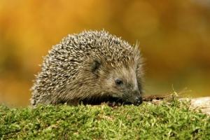 Nationwide Hedgehog Hunt lanserade för att stoppa deras nedgång