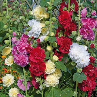 Hollyhocks Alcea 'Chater's double mix'