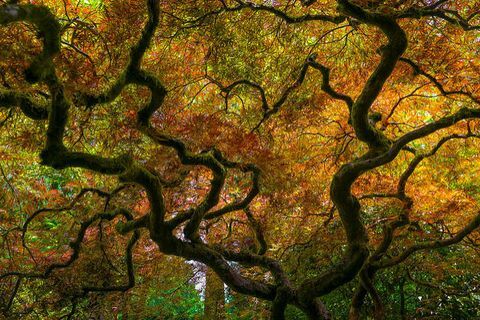 المناظر الطبيعية الخريفية الجميلة: شجرة حديقة يابانية ، بورتلاند ، أوريغون