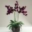 Vazoda Yapay Çiçekler: Vazolarda Satın Alınabilecek En İyi 13 Sahte Çiçek