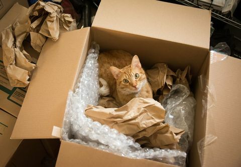 Kot w ruchomym pudełku
