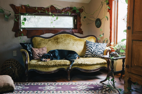 il doberman scorch di 9 anni sdraiato sul divano nel maniero spettrale airbnb﻿