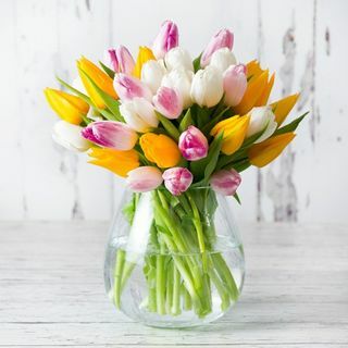 Tulipes de printemps