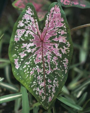 무늬 코끼리 귀(Caladium) 잎, 클로즈업