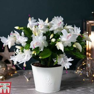 Cactus di Natale bianco in vaso di zinco crema