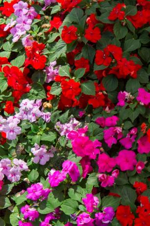 impatiens في حديقة في أوسلو ، النرويج