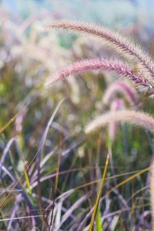 campo de fondo de naturaleza de hierba de trigo salvaje