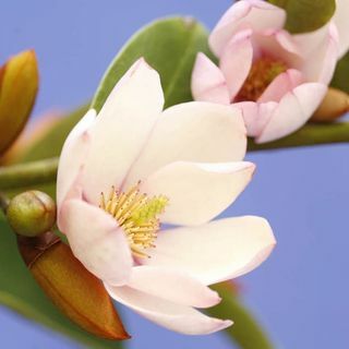 Magnolia Fairy skaistalai