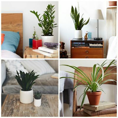 Kvetináč, izba, zelená, rastlina, interiérový dizajn, biely, interiérový dizajn, izbová rastlina, domov, sivá, 
