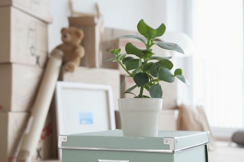 Натрупани картонени кутии в плоско, саксийно растение на преден план
