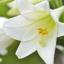 12 زهور عيد الفصح لإضفاء الحيوية على منزلك مع هذا الربيع