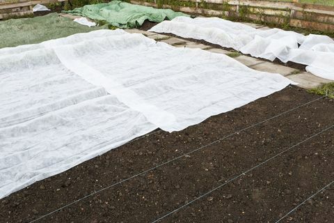 Fogli di protezione dal gelo in un giardino: vello sintetico bianco intrecciato che copre le giovani piante di ortaggi durante un gelo di tarda primavera.