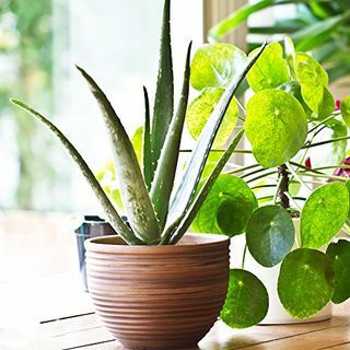 Aloe Vera cserepes szobanövény
