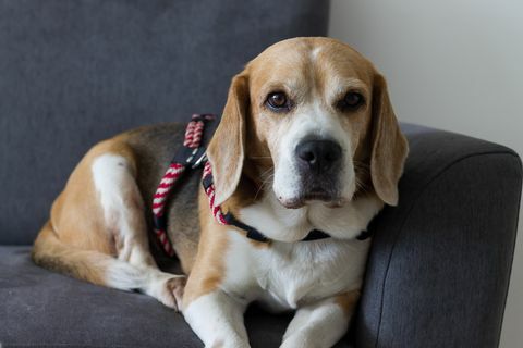 Beagle-Hund