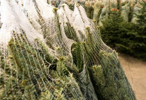 πολλά χριστουγεννιάτικα δέντρα τυλιγμένα σε πλαστικά δίχτυα κομμένα και έτοιμα για μεταφορά και πώληση