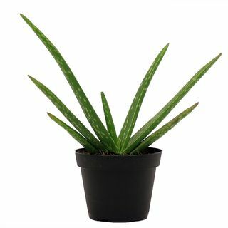 Planta de Aloe Vera 