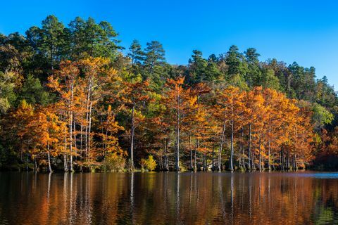 이 대머리 사이프러스 나무는 가을에 일몰, 오클라호마주 비버 벤드 주립 공원, 산 포크 강에서 촬영되었습니다.
