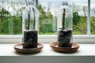 hvordan man dyrker roser fra stiklinger