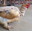 Etsy मुर्गियों के लिए चंकी टर्टलनेक स्वेटर बेचता है