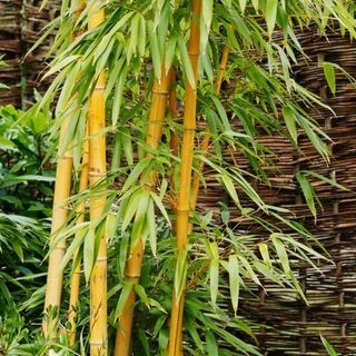 5 футов золотой бамбук, Phyllostachys aurea