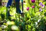 モンティドン：「私たちは私たちの魂を養うために庭を作る」、チェルシーフラワーショー