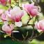 Valg af et magnoliatræ til din have
