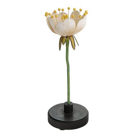 Blomma, växt, lampa, kronblad, lampa, ljusstake, lotusfamilj, belysningstillbehör, heligt lotus, glas, 