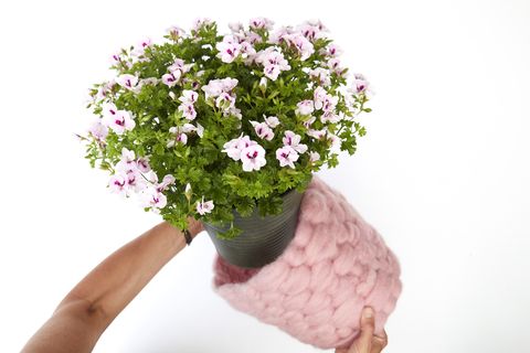 Vaso per fiori di gerani con copertura in lana rosa, progetto fai da te