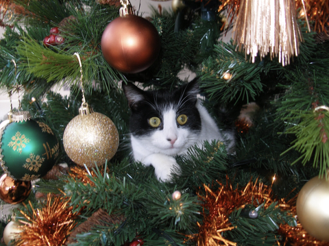 Karácsonyfa, karácsonyi dísz, karácsony, fa, karácsonyi dekoráció, macska, lucfenyő, fenyő, bajusz, felidae, 