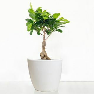 Ficus bonsai ženšen