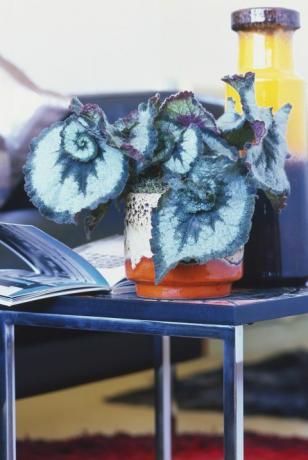Begonia typu Rex-cultorum o dużych, efektownych liściach, eksponowana w ceramicznej donicy. na nowoczesnym stoliku kawowym.