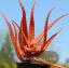 Kas ir Aloe Cameronii? Šis sarkanais alvejas augs padarīs jūsu dārzu gaišāku