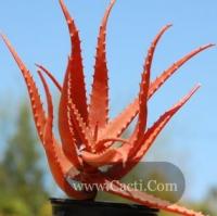 Was ist Aloe Cameronii? Diese rote Aloe-Pflanze wird Ihren Garten aufhellen
