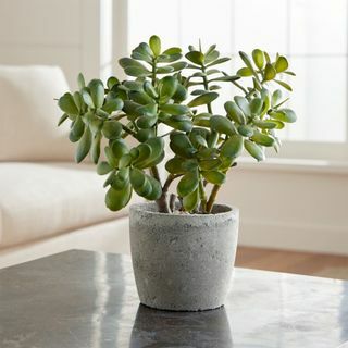 Doniczkowa sztuczna roślina jadeitowa