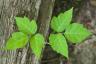 Wie man Poison Ivy tötet, so ein Rasenpflegeexperte