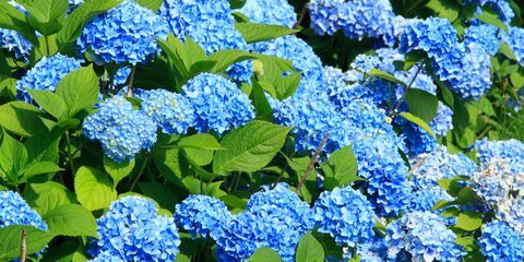 Vegetation, Blå, Växt, Blomma, Azure, Markskydd, Majorellblå, Vår, Årlig växt, Blommande växt, 