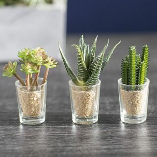 Planta de cactus en jarrón decorativo