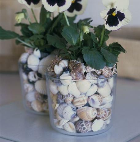 Viola tricolor (Pensamientos) en vasos llenos de conchas