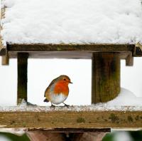 Hur man hjälper Robins att överleva det hårda vintervädret