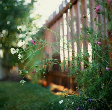 פרחי בר לאורך גדר בחצר האחורית